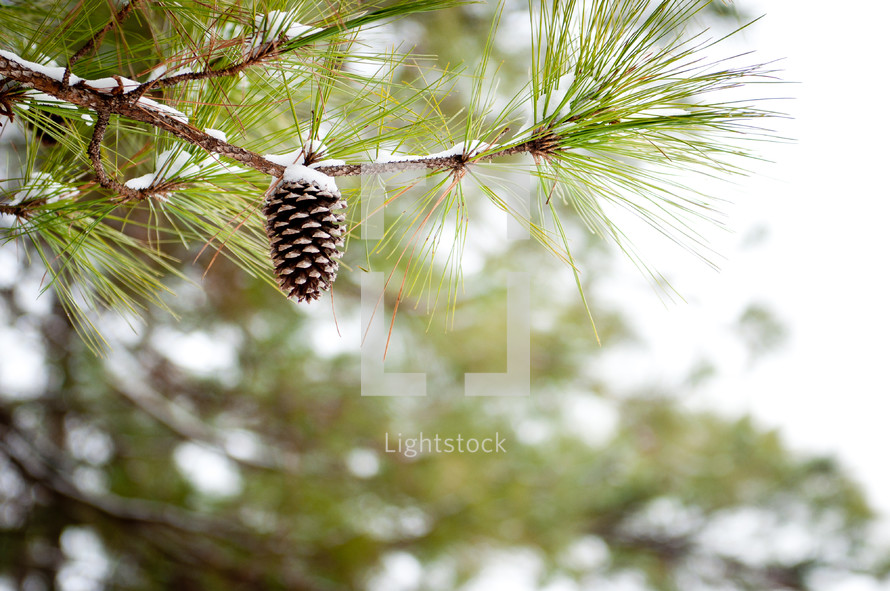 Pine cone on a pine tree.