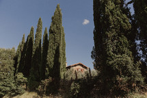 tall trees in front of a house in Italy 