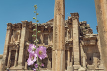 pink flowers and ancient building ruins 