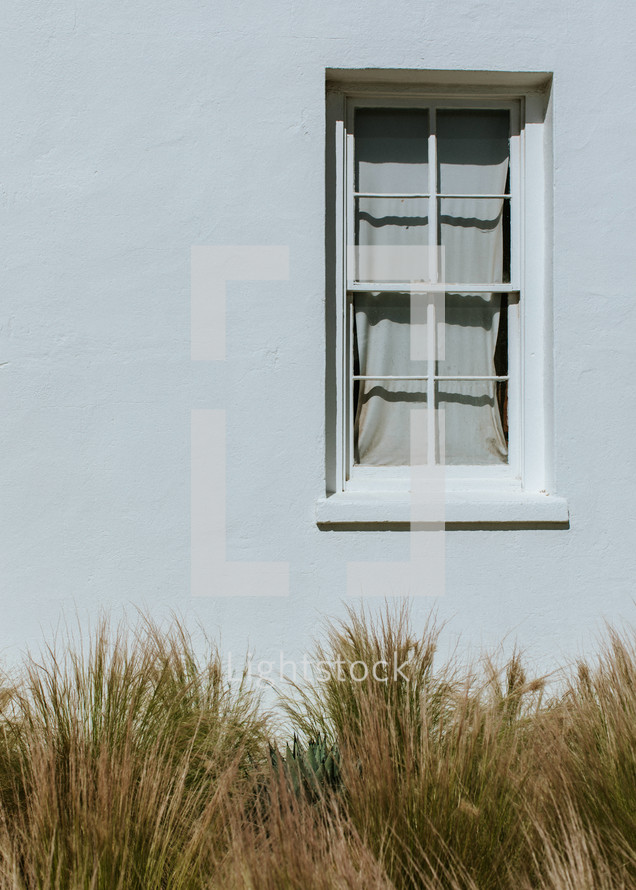 tall grasses and exterior window 