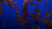 The Black Sea Nettle Giant Jelly Jellyfish in a Deep Blue Water looks Very Beautiful Background