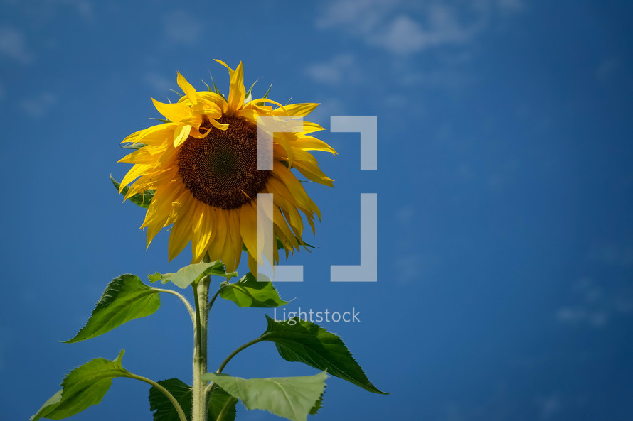 sunflower under a blue sky 
