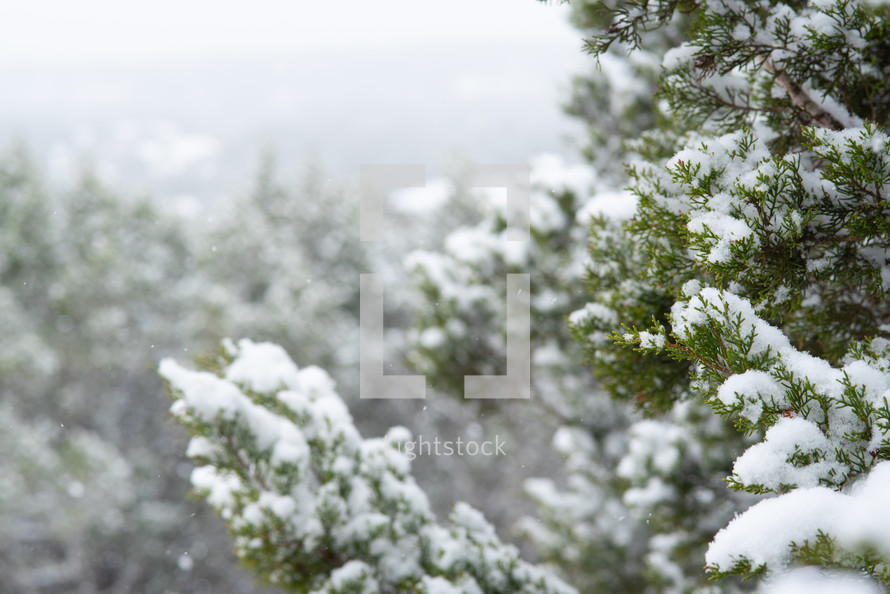  winter snow and evergreen branches 