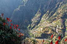 red flowers blooming on the edge of a mountain