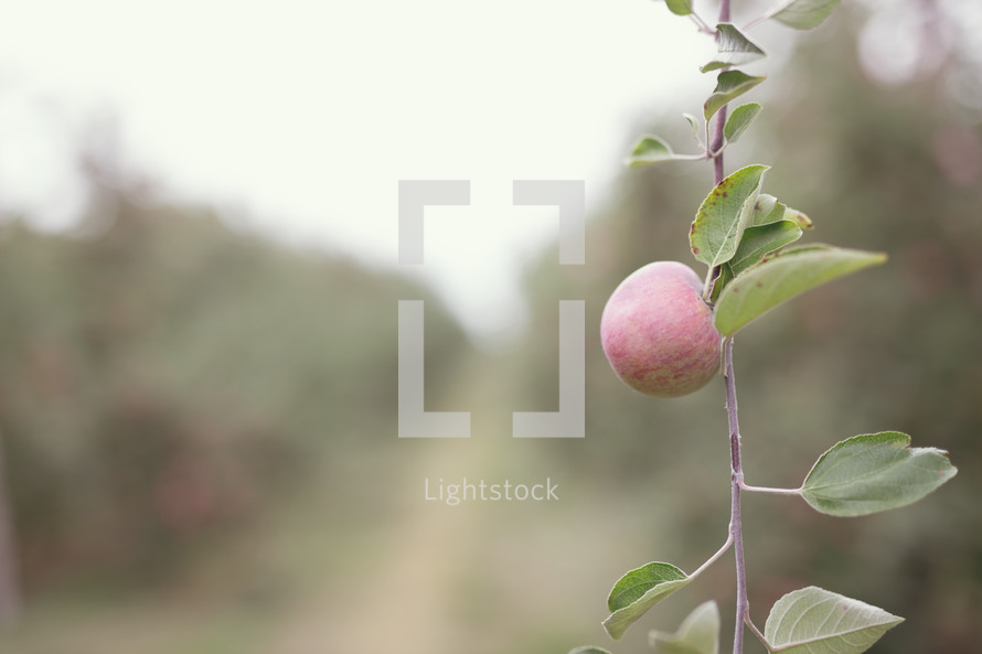 an apple on a branch 