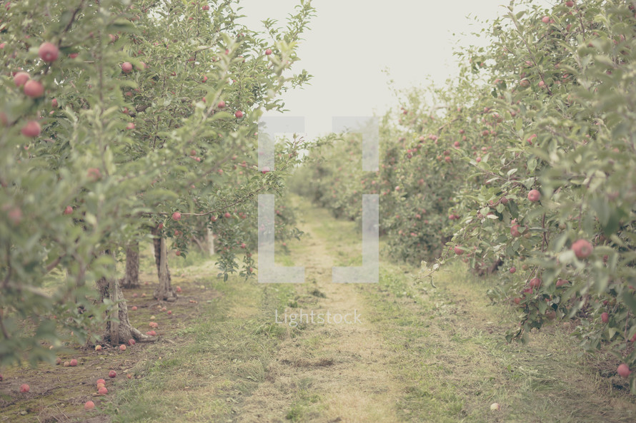 apples on apple trees in an orchard  