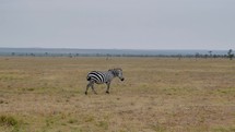 Striped wild african zebra walking alone in the Savannah