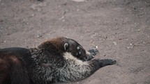 Lazy White-nosed Coati Lying Down On The Ground. Close Up