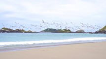 Flock of seagulls flying over beach in New Zealand ocean coast landscape
