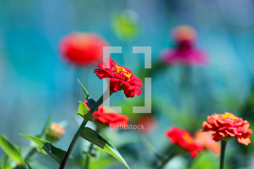 red flowers 