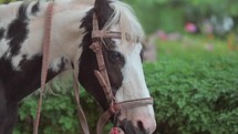 A close up of a horse in India