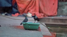 Pigeons sitting by the religious watering pool at the Taraknath Temple in Kolkata, India.