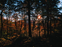 fall forest at sunset