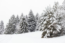 winter evergreens in snow 