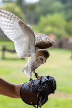 owl landing on trainer's glove