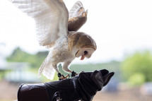 owl landing on trainer's glove