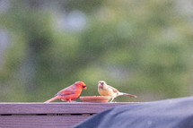 cardinals eating at a feeder