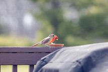 cardinals eating at a feeder