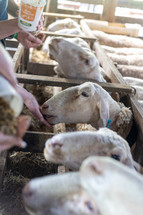 sheep eating from a person's hand