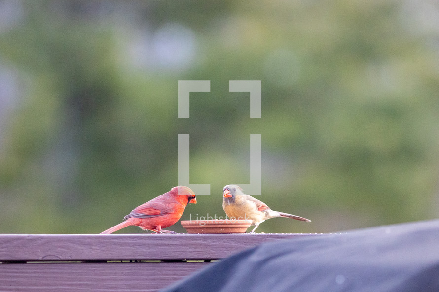 cardinals eating at a feeder