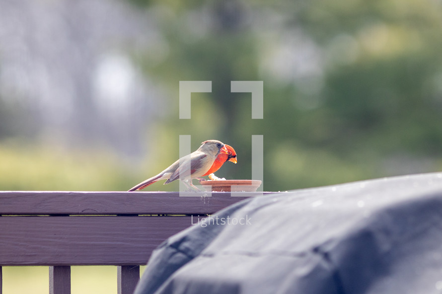 cardinals eating at a feeder