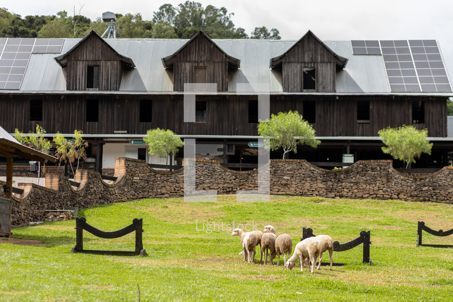 sheep in pasture in front of barn