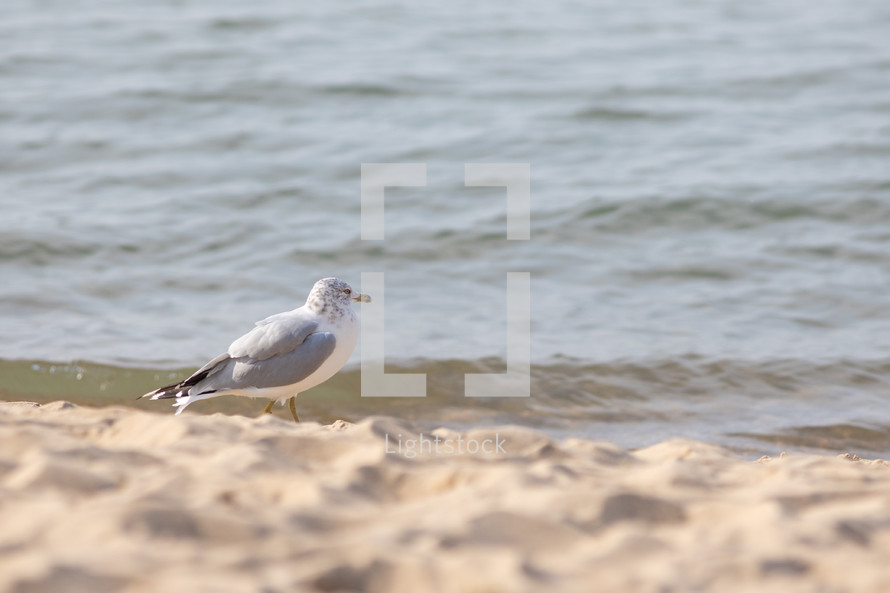 seagull looking standing on the shore looking towards water