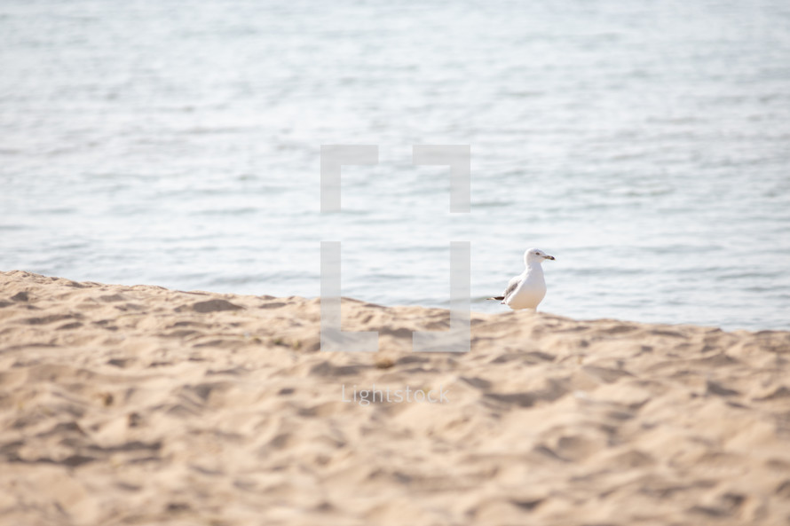seagull on shore, frame split between sand and water