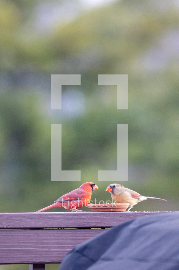 cardinals eating at a feeder