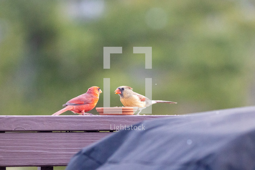 cardinals eating at a feeder