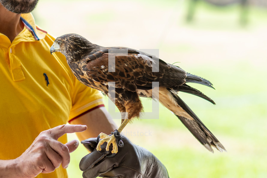 falcon landing on trainers glove