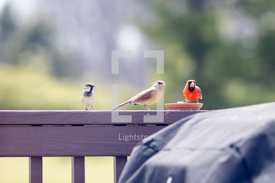 cardinals eating at a feeder while a sparrow looks on