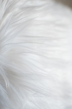 white fur 