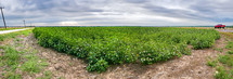 cotton field panorama with red pickup truck and distant sun rays