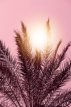 palm tree leaves and sunset background, tropical climate