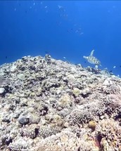 Turtle swimming underwater with coral reef and fish in the background