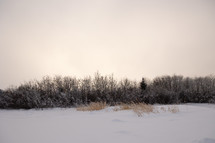 Trees and bushes with snow on the ground and white sky