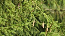 Close up of swaying conifer tree foliage with cones.