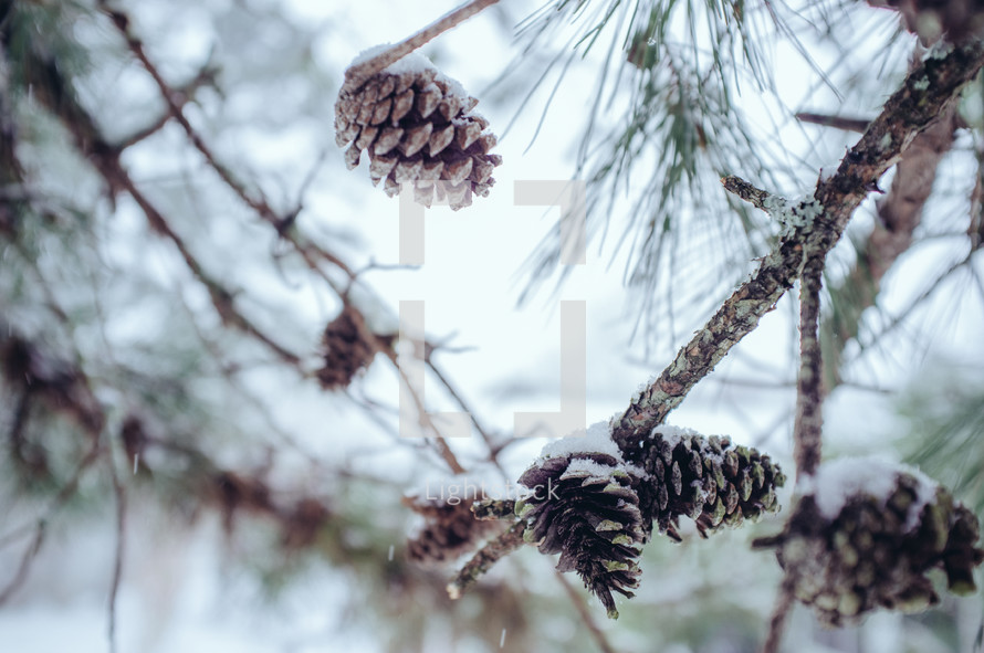 pine cones on branches 