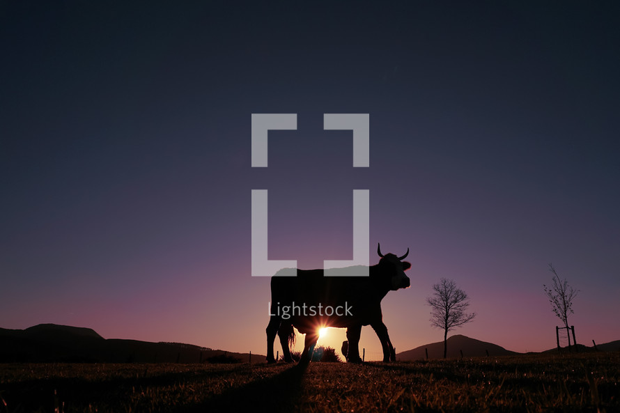 cow silhouette in the meadow in summertime and sunset background