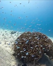 School of underwater glass fish hiding in coral reef