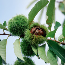 chestnuts in the chestnut tree