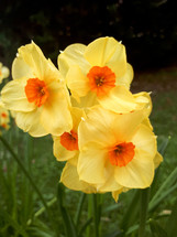 Small Orange and Yellow Daffodils in the Garden
