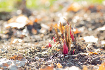 new life sprouting from the ground 