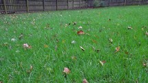 falling leaves hitting a lush green lawn 