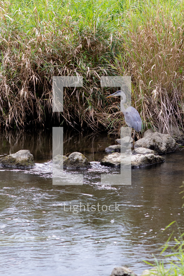 blue heron standing on rocks on a riverbank