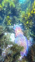 A pair of cuttlefish mate on the seabed