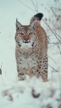 Portrait of beautiful Eurasian Lynx