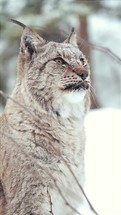 Young Eurasian lynx in the snow. Amazing animals, Beautiful nature shots in authentic and natural locations.