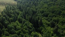 Aerial footage of trees
